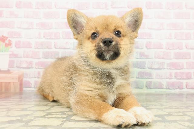 栃木県のポメコーギー(ポメラニアン×コーギー) (Coo&RIKU足利店/2026年1月4日生まれ/女の子/オレンジ)の子犬の3枚目の画像