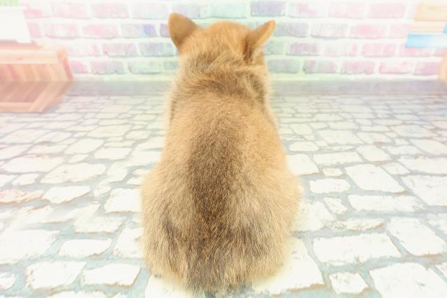 栃木県のポメコーギー(ポメラニアン×コーギー) (Coo&RIKU足利店/2026年1月4日生まれ/女の子/オレンジ)の子犬の4枚目の画像