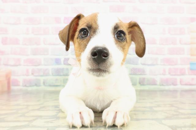 千葉県のジャックラッセルテリア (Coo&RIKU若葉都賀店/2025年12月20日生まれ/女の子/ホワイトタン)の子犬