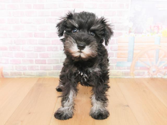 福島県のミニチュアシュナウザー (Coo&RIKUいわき店/2025年12月31日生まれ/男の子/ブラックシルバー)の子犬の1枚目の画像