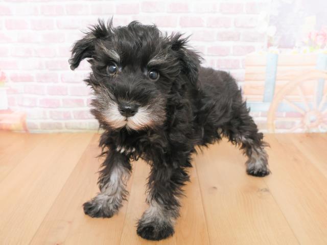 福島県のミニチュアシュナウザー (Coo&RIKUいわき店/2025年12月31日生まれ/男の子/ブラックシルバー)の子犬の2枚目の画像