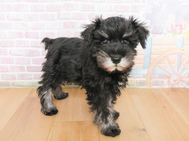 福島県のミニチュアシュナウザー (Coo&RIKUいわき店/2025年12月31日生まれ/男の子/ブラックシルバー)の子犬の3枚目の画像