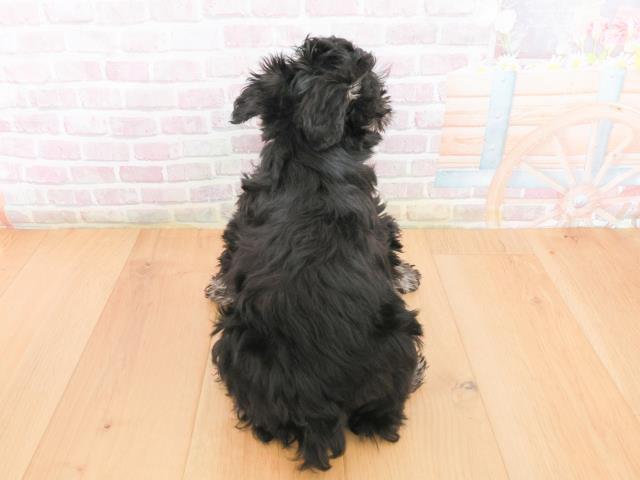 福島県のミニチュアシュナウザー (Coo&RIKUいわき店/2025年12月31日生まれ/男の子/ブラックシルバー)の子犬の4枚目の画像