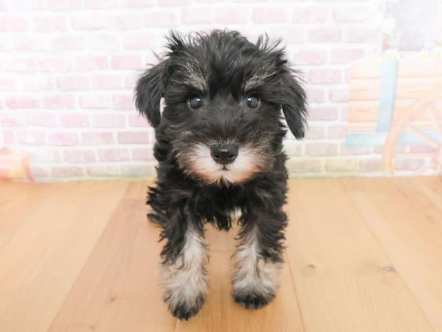 宮城県のミニチュアシュナウザー (Coo&RIKU石巻店/2025年12月31日生まれ/女の子/ブラックシルバー)の子犬