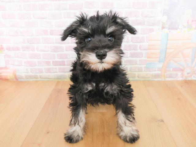 ミニチュア・シュナウザー