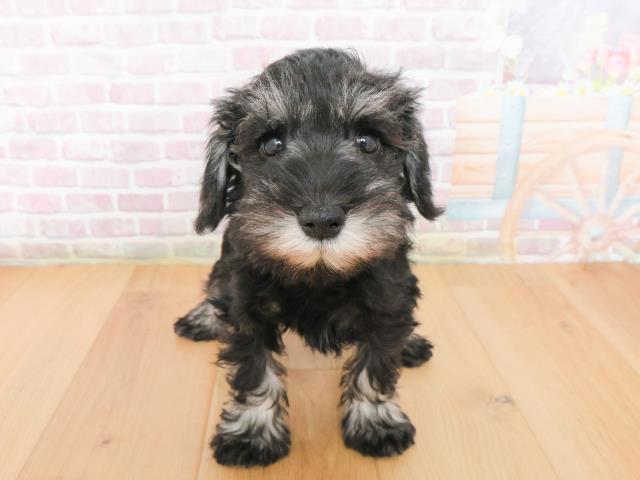 宮城県のミニチュアシュナウザー (Coo&RIKUイオンタウン古川店/2025年12月31日生まれ/女の子/ブラックシルバー)の子犬の1枚目の画像