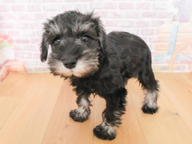 宮城県のミニチュアシュナウザー (Coo&RIKUイオンタウン古川店/2025年12月31日生まれ/女の子/ブラックシルバー)の子犬の2枚目の画像