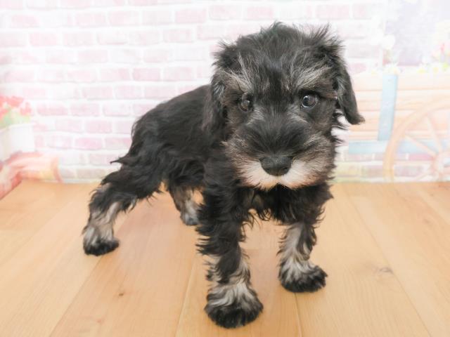 宮城県のミニチュアシュナウザー (Coo&RIKUイオンタウン古川店/2025年12月31日生まれ/女の子/ブラックシルバー)の子犬の3枚目の画像