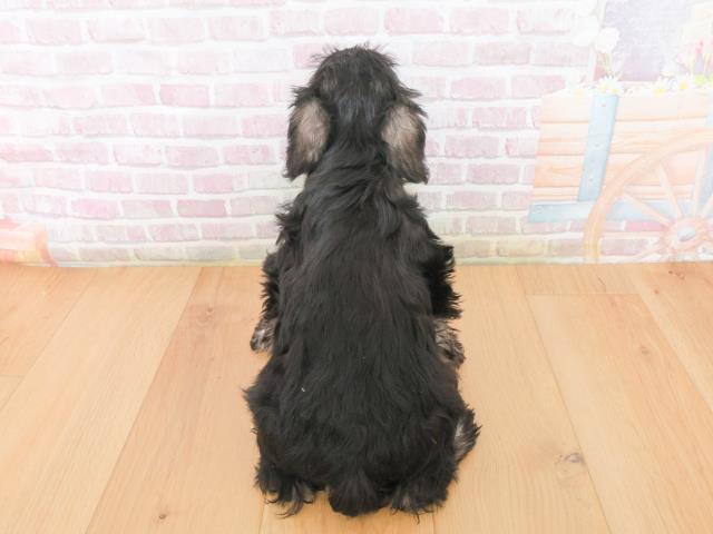 宮城県のミニチュアシュナウザー (Coo&RIKUイオンタウン古川店/2025年12月31日生まれ/女の子/ブラックシルバー)の子犬の4枚目の画像