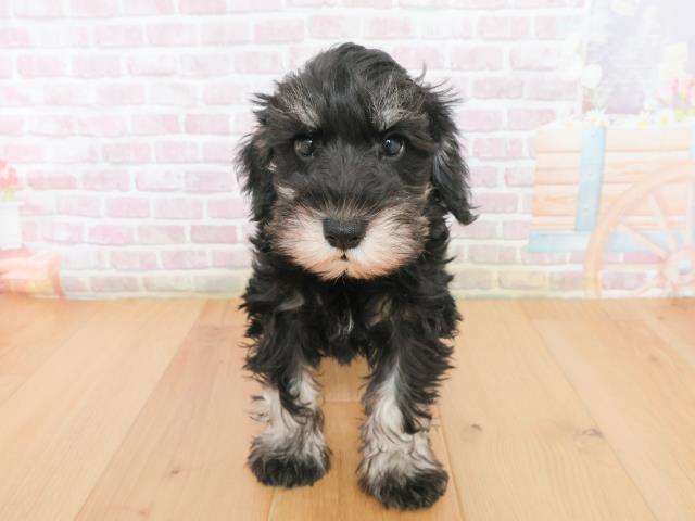 岩手県のミニチュアシュナウザー (Coo&RIKU一関店/2025年12月31日生まれ/女の子/ブラックシルバー)の子犬の1枚目の画像