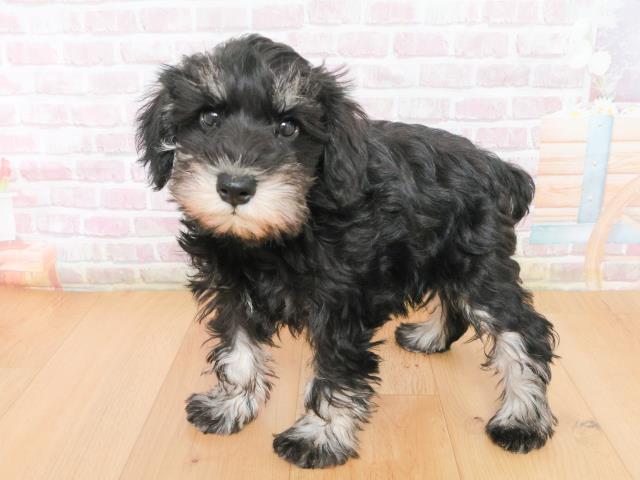 岩手県のミニチュアシュナウザー (Coo&RIKU一関店/2025年12月31日生まれ/女の子/ブラックシルバー)の子犬の2枚目の画像