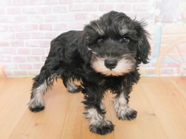 岩手県のミニチュアシュナウザー (Coo&RIKU一関店/2025年12月31日生まれ/女の子/ブラックシルバー)の子犬の3枚目の画像