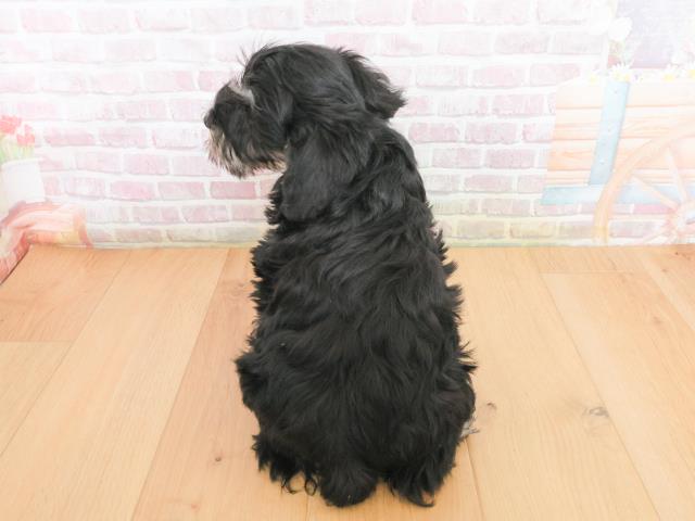 岩手県のミニチュアシュナウザー (Coo&RIKU一関店/2025年12月31日生まれ/女の子/ブラックシルバー)の子犬の4枚目の画像