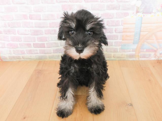 福島県のミニチュアシュナウザー (Coo&RIKU郡山店/2025年12月31日生まれ/女の子/ブラックシルバー)の子犬の1枚目の画像