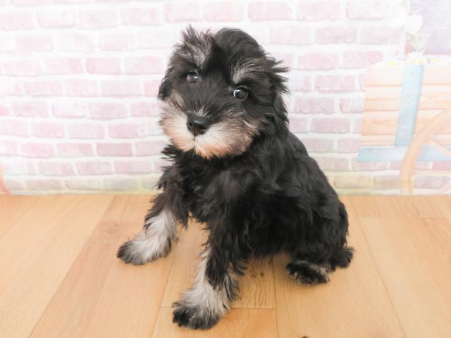 福島県のミニチュアシュナウザー (Coo&RIKU郡山店/2025年12月31日生まれ/女の子/ブラックシルバー)の子犬の2枚目の画像