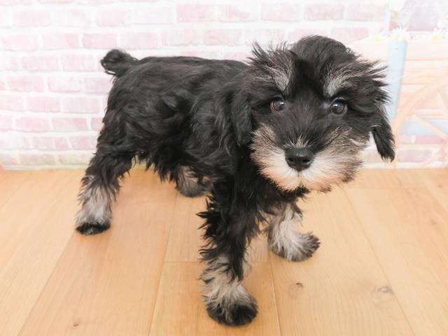 福島県のミニチュアシュナウザー (Coo&RIKU郡山店/2025年12月31日生まれ/女の子/ブラックシルバー)の子犬の3枚目の画像