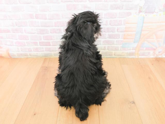 福島県のミニチュアシュナウザー (Coo&RIKU郡山店/2025年12月31日生まれ/女の子/ブラックシルバー)の子犬の4枚目の画像