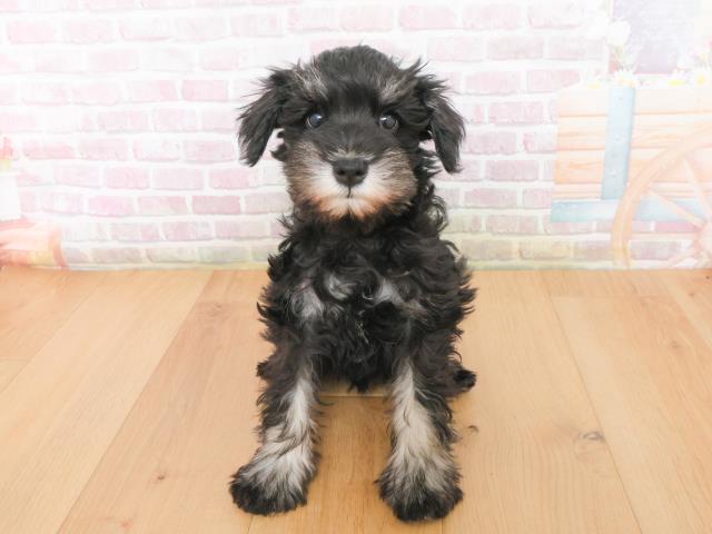 青森県のミニチュアシュナウザー (Coo&RIKU八戸店/2025年12月31日生まれ/女の子/ブラックシルバー)の子犬の1枚目の画像