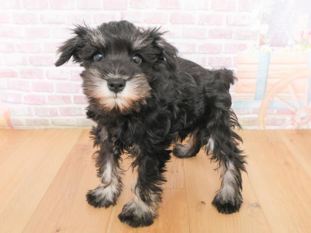 青森県のミニチュアシュナウザー (Coo&RIKU八戸店/2025年12月31日生まれ/女の子/ブラックシルバー)の子犬の2枚目の画像