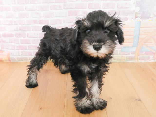 青森県のミニチュアシュナウザー (Coo&RIKU八戸店/2025年12月31日生まれ/女の子/ブラックシルバー)の子犬の3枚目の画像