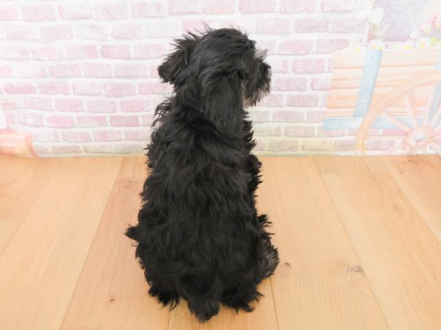 青森県のミニチュアシュナウザー (Coo&RIKU八戸店/2025年12月31日生まれ/女の子/ブラックシルバー)の子犬の4枚目の画像