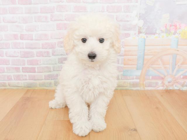 福島県のトイプードル(トイ) (Coo&RIKU郡山店/2026年1月1日生まれ/男の子/ホワイト)の子犬