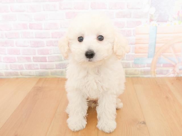 青森県のトイプードル(トイ) (Coo&RIKU弘前店/2026年1月1日生まれ/男の子/ホワイト)の子犬の1枚目の画像