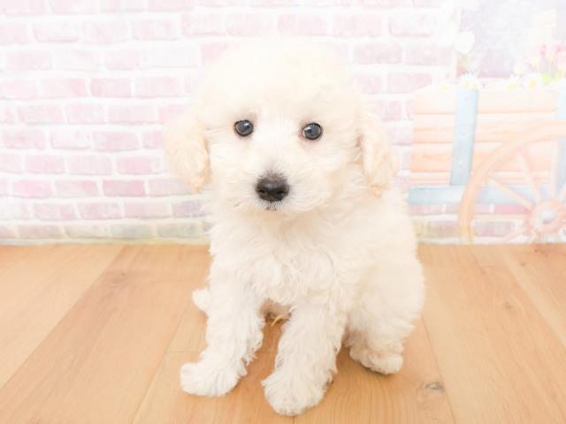 青森県のトイプードル(トイ) (Coo&RIKU弘前店/2026年1月1日生まれ/男の子/ホワイト)の子犬の2枚目の画像