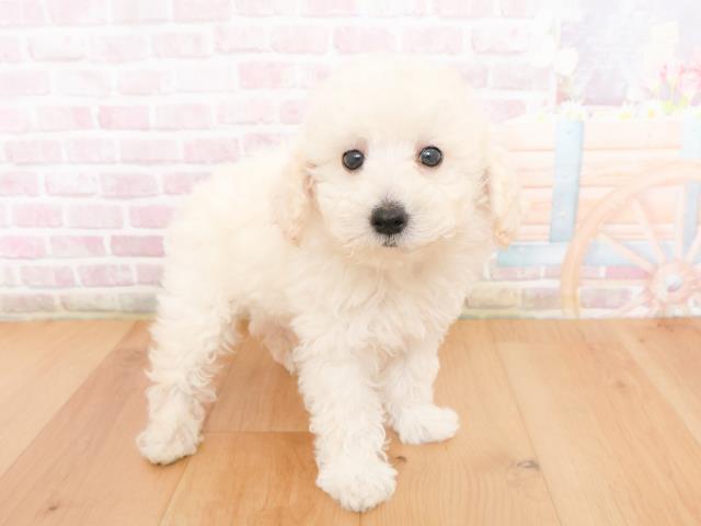 青森県のトイプードル(トイ) (Coo&RIKU弘前店/2026年1月1日生まれ/男の子/ホワイト)の子犬の3枚目の画像