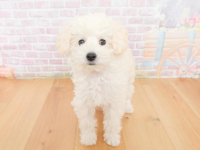 宮城県のトイプードル(トイ) (Coo&RIKU仙台太白店/2026年1月1日生まれ/女の子/ホワイト)の子犬の1枚目の画像