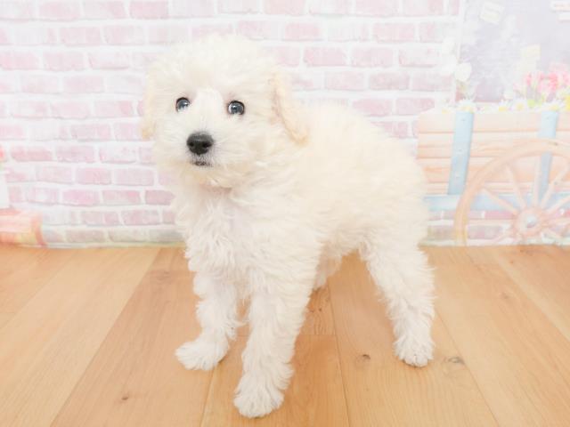 宮城県のトイプードル(トイ) (Coo&RIKU仙台太白店/2026年1月1日生まれ/女の子/ホワイト)の子犬の2枚目の画像