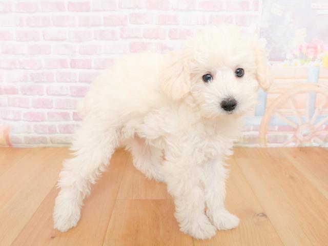 宮城県のトイプードル(トイ) (Coo&RIKU仙台太白店/2026年1月1日生まれ/女の子/ホワイト)の子犬の3枚目の画像