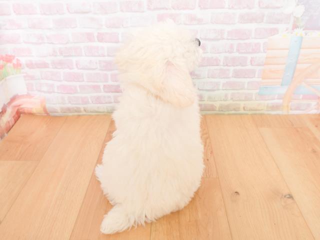 宮城県のトイプードル(トイ) (Coo&RIKU仙台太白店/2026年1月1日生まれ/女の子/ホワイト)の子犬の4枚目の画像