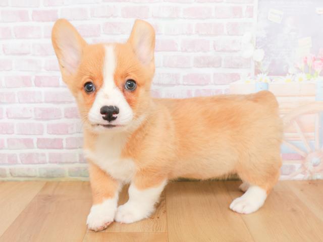 ウェルシュ・コーギー・ペンブロークの子犬（オス♂） 仙台太白店 管理