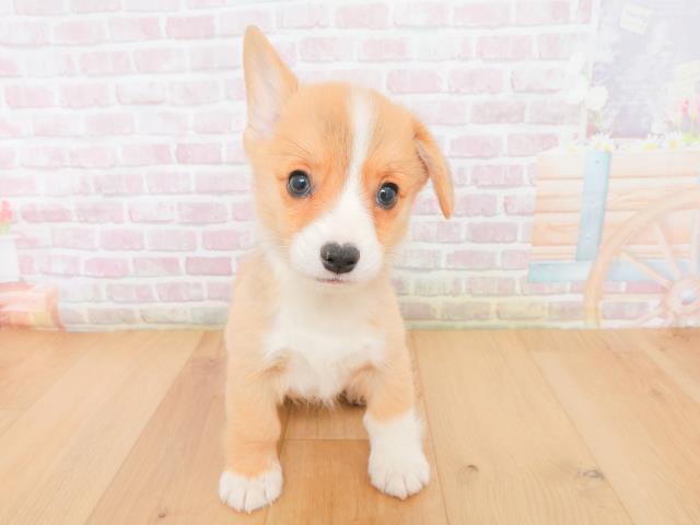 宮城県のウェルシュコーギーペンブローク (Coo&RIKU仙台太白店/2026年1月2日生まれ/男の子/レッドホワイト)の子犬の1枚目の画像