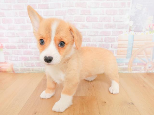 宮城県のウェルシュコーギーペンブローク (Coo&RIKU仙台太白店/2026年1月2日生まれ/男の子/レッドホワイト)の子犬の2枚目の画像