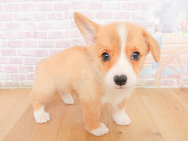 宮城県のウェルシュコーギーペンブローク (Coo&RIKU仙台太白店/2026年1月2日生まれ/男の子/レッドホワイト)の子犬の3枚目の画像