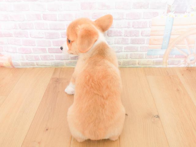 宮城県のウェルシュコーギーペンブローク (Coo&RIKU仙台太白店/2026年1月2日生まれ/男の子/レッドホワイト)の子犬の4枚目の画像