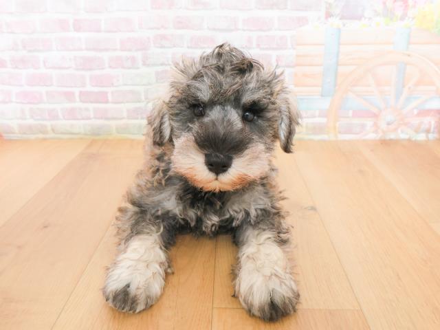 岩手県のミニチュアシュナウザー (Coo&RIKU岩手盛岡店/2026年1月4日生まれ/男の子/ソルトペッパー)の子犬の1枚目の画像