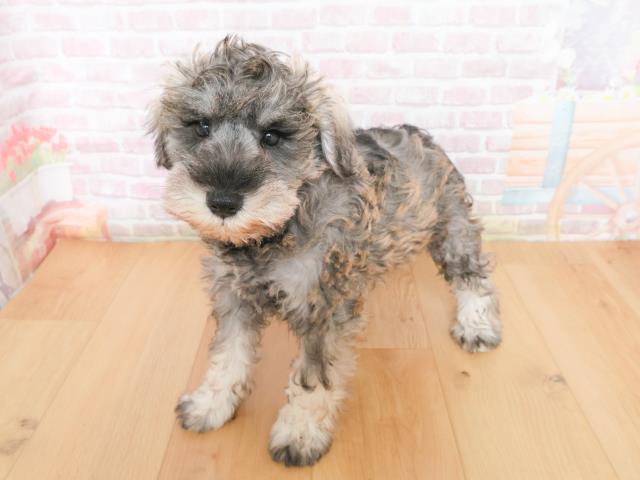 岩手県のミニチュアシュナウザー (Coo&RIKU岩手盛岡店/2026年1月4日生まれ/男の子/ソルトペッパー)の子犬の2枚目の画像