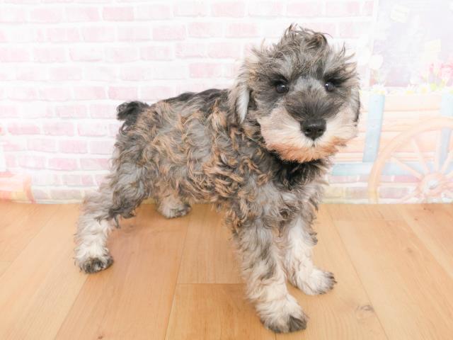 岩手県のミニチュアシュナウザー (Coo&RIKU岩手盛岡店/2026年1月4日生まれ/男の子/ソルトペッパー)の子犬の3枚目の画像