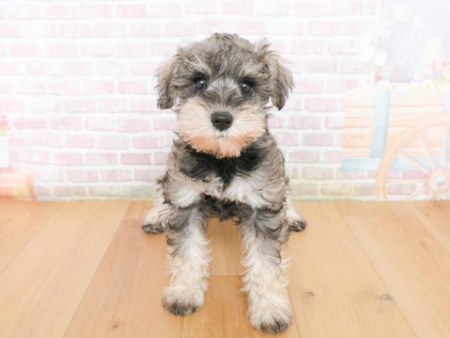 ミニチュア・シュナウザー