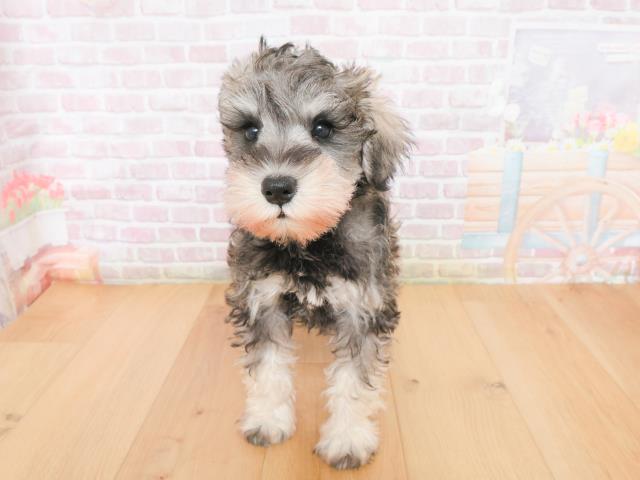 岩手県のミニチュアシュナウザー (Coo&RIKU岩手盛岡店/2026年1月4日生まれ/女の子/ソルトペッパー)の子犬の1枚目の画像