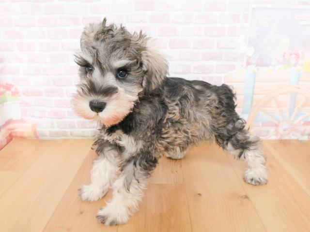 岩手県のミニチュアシュナウザー (Coo&RIKU岩手盛岡店/2026年1月4日生まれ/女の子/ソルトペッパー)の子犬の2枚目の画像