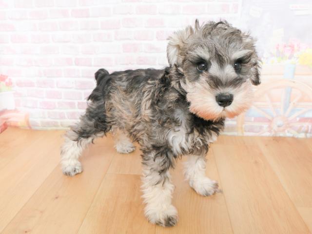 岩手県のミニチュアシュナウザー (Coo&RIKU岩手盛岡店/2026年1月4日生まれ/女の子/ソルトペッパー)の子犬の3枚目の画像