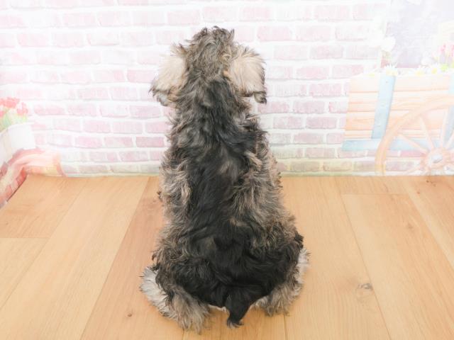 岩手県のミニチュアシュナウザー (Coo&RIKU岩手盛岡店/2026年1月4日生まれ/女の子/ソルトペッパー)の子犬の4枚目の画像