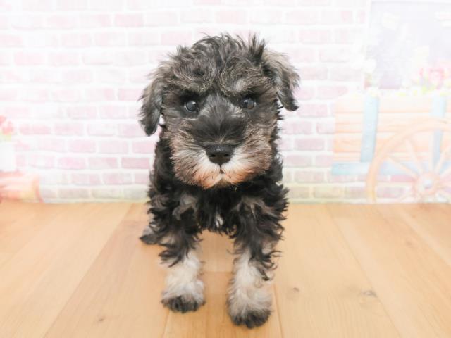福島県のミニチュアシュナウザー (Coo&RIKU福島店/2026年1月4日生まれ/女の子/ソルトペッパー)の子犬の1枚目の画像