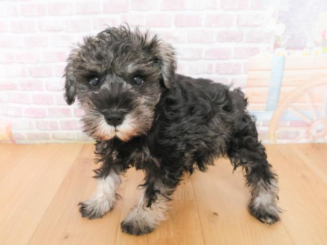 福島県のミニチュアシュナウザー (Coo&RIKU福島店/2026年1月4日生まれ/女の子/ソルトペッパー)の子犬の2枚目の画像