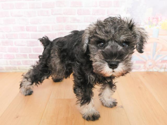 福島県のミニチュアシュナウザー (Coo&RIKU福島店/2026年1月4日生まれ/女の子/ソルトペッパー)の子犬の3枚目の画像