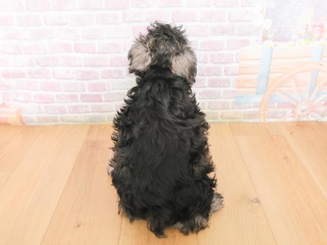 福島県のミニチュアシュナウザー (Coo&RIKU福島店/2026年1月4日生まれ/女の子/ソルトペッパー)の子犬の4枚目の画像